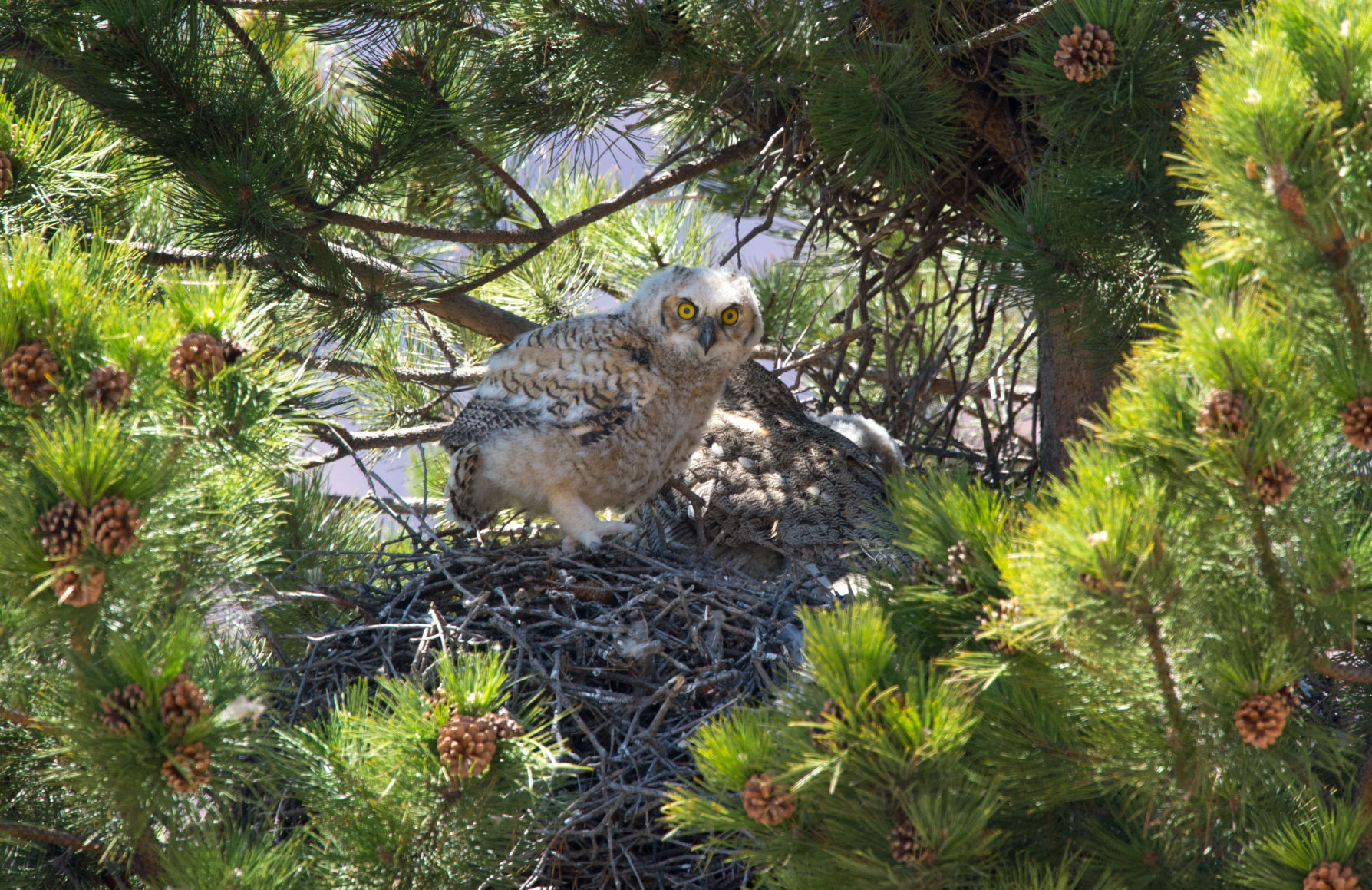 BABY OWLS